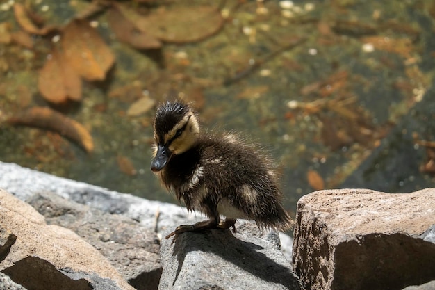 Cute tiny duck