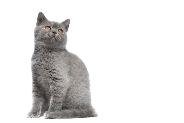 Cute tiny kitten sits in front view and looks at camera isolated on white background