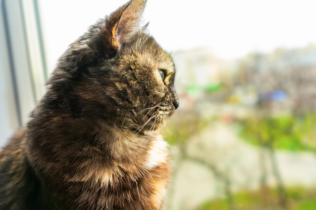 Cute tortoiseshell cat siting on windowsill near window and looking out the window