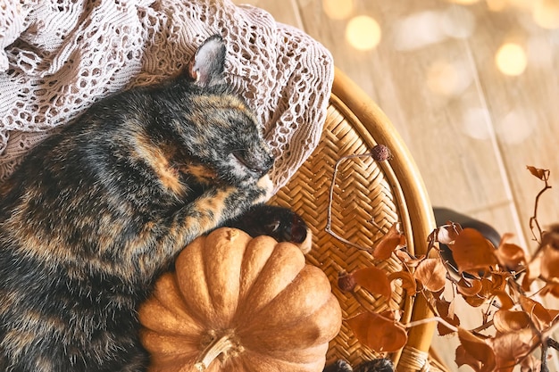 Photo cute tortoiseshell cat with pumpkin tortoiseshell kitty sleeping hugging with pumpkin on wicker chair on woolen blanket fall mood autumn vibes thanksgiving day