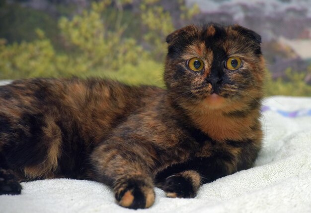 cute tortoiseshell fold-eared cat close up