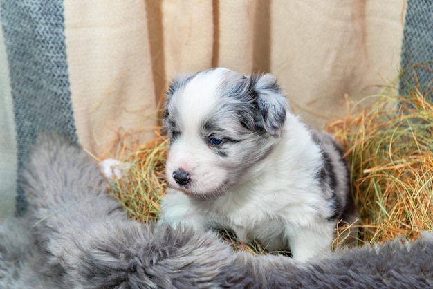 Foto carino tricolore blue merle border collie cucciolo adorabile ritratto primo piano