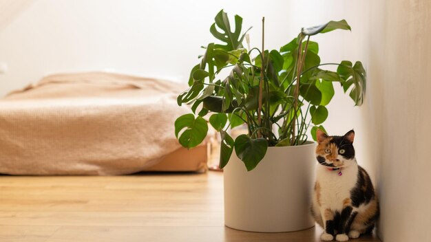 Cute tricolor cat is sitting near flower pot with monstera in bedroom