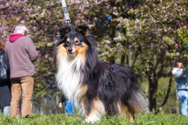 Cute tricolor sheltie