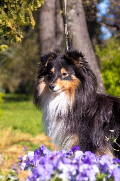 Cute tricolor sheltie