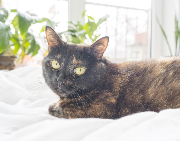 A cute tricolor young cat lies on a white bed and looks at the camera