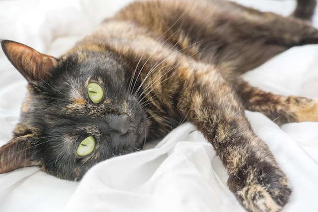 A cute tricolor young cat lies on a white bed and looks at the camera