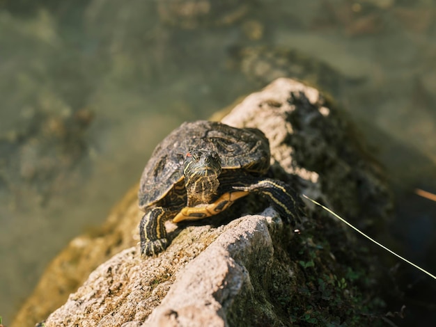 Cute turtle in a lake