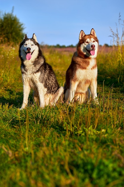Vista frontale del ritratto di due cani husky siberiani svegli