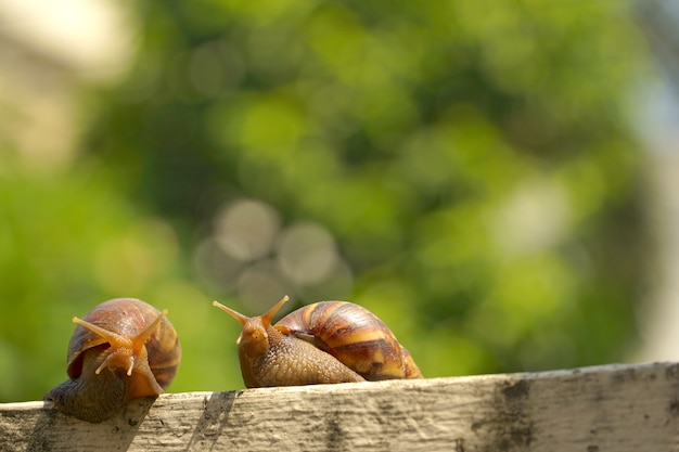 Cute of two Snail crawling on the concrete wall. Slime can made nourishing cream.