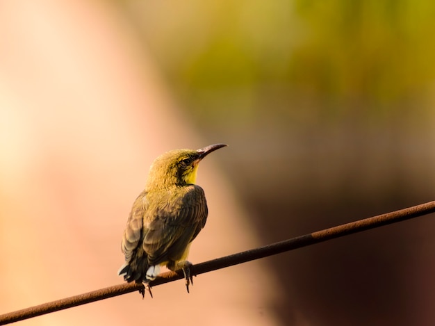 Милая уникальная солнечная птичка с оливковыми и фиолетовыми перьями сидит на электрическом кабеле