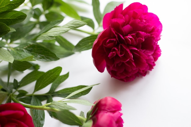 Cute vintage photography with flowers, petals an leaves Flat lay top view. Minimalistic photo for blogs, websites, social media platforms.