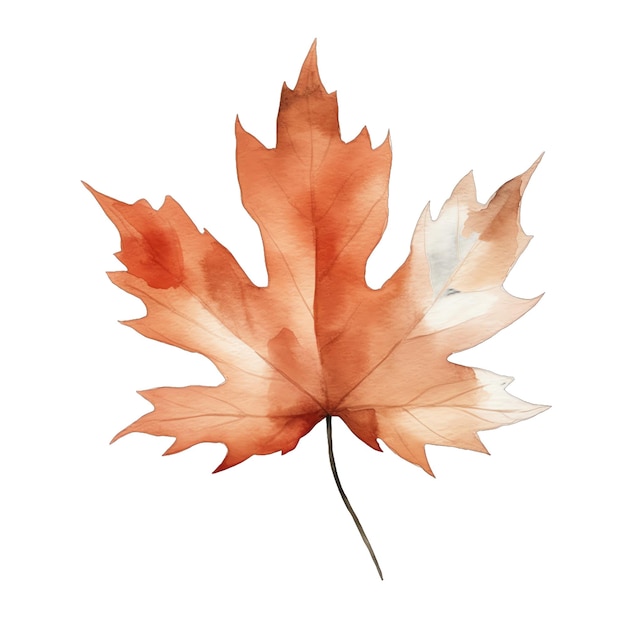 Cute watercolor fall autumn maple leaf illustration
