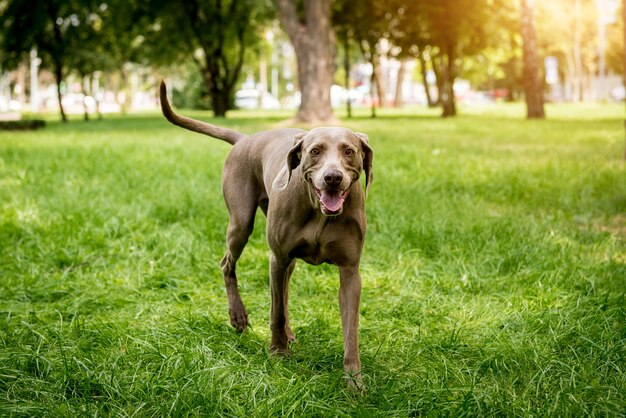 Cute Weimaraner dog at the park