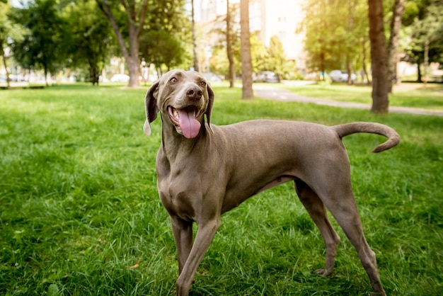 Милая собака Веймаранер в парке
