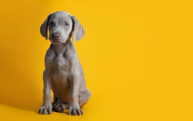 노란색 배경에 고립 된 귀여운 Weimaraner 강아지