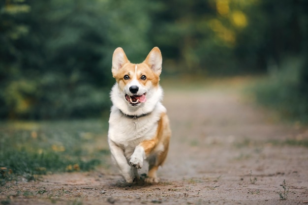 かわいいウェルシュ コーギー犬屋外。犬の肖像画ペットの散歩。美しい面白いコーギー犬の品種
