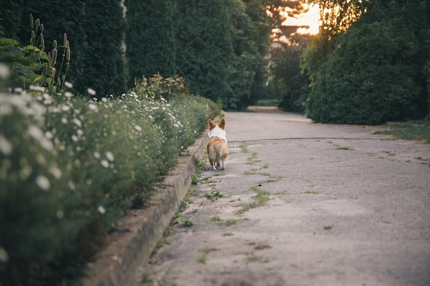 Cute Welsh Corgi dog outdoor. Dog portrait Pet on a walk. Beautiful funny corgi dog breed