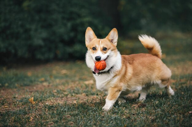 Cute Welsh Corgi dog outdoor. Dog portrait Pet on a walk. Beautiful funny corgi dog breed