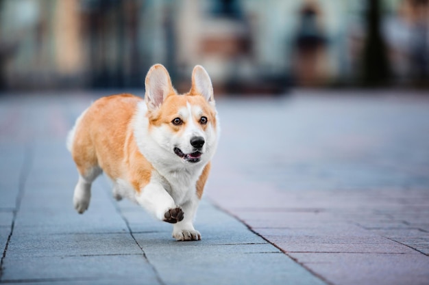 Cute Welsh Corgi dog outdoor. Dog portrait Pet on a walk. Beautiful funny corgi dog breed