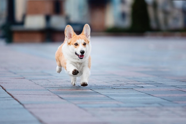 Симпатичная валлийская собака корги на открытом воздухе. Портрет собаки Домашнее животное на прогулке. Красивая забавная порода собак корги