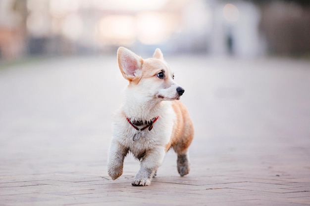 かわいいウェルシュ コーギー犬屋外。犬の肖像画ペットの散歩。美しい面白いコーギー犬の品種