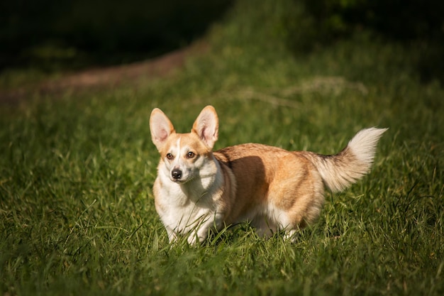 Cute Welsh Corgi dog outdoor. Dog portrait Pet on a walk. Beautiful funny corgi dog breed