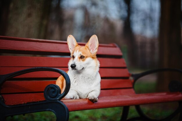 Cute Welsh Corgi dog outdoor. Dog portrait Pet on a walk. Beautiful funny corgi dog breed