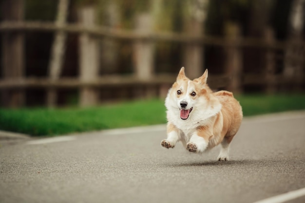 Cute Welsh Corgi dog outdoor