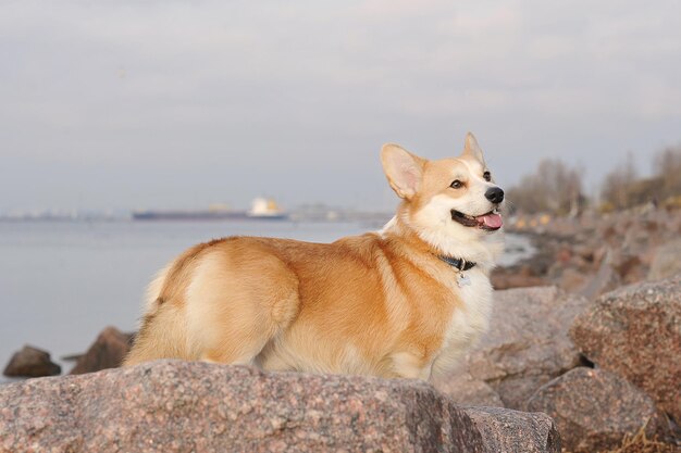 岩の上に立っているかわいいウェルシュコーギー犬