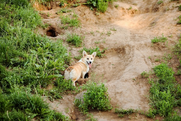 かわいいウェルシュコーギーペンブローク犬は、田舎の土に穴を掘って楽しんでいます。犬は狩りをしています。