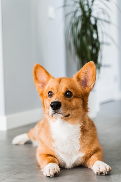 Il simpatico cane welsh corgi pembroke si sdraia e si rilassa sul pavimento a casa e sorride lo stile di vita dell'animale domestico