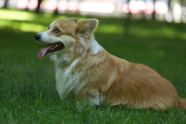 Cute Welsh Corgi Pembroke on the green grass in the park