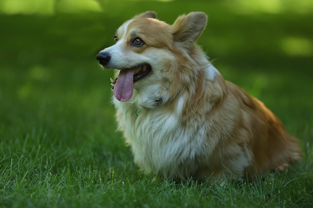 Cute Welsh Corgi Pembroke on the green grass in the park