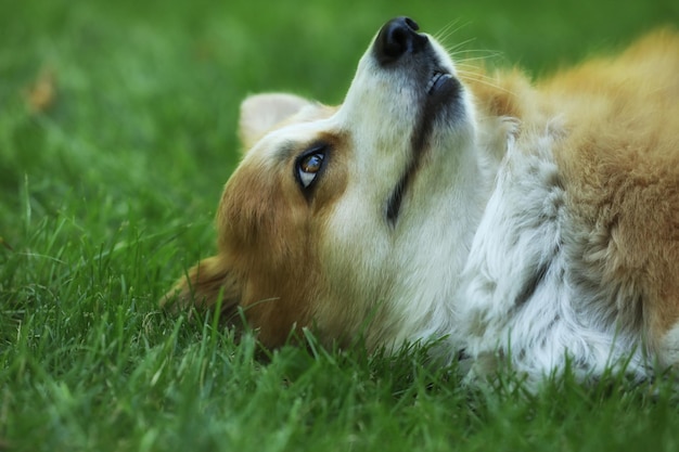 Cute Welsh Corgi Pembroke on the green grass in the park