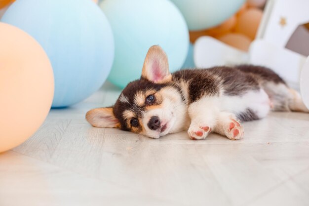 笑みを浮かべて床に背中に横たわってかわいいウェールズコーギーペンブローク子犬