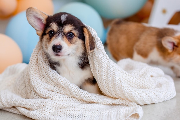 毛布で覆われているかわいいウェルシュコーギーの子犬