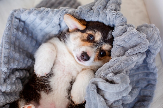 毛布で覆われているかわいいウェルシュコーギーの子犬