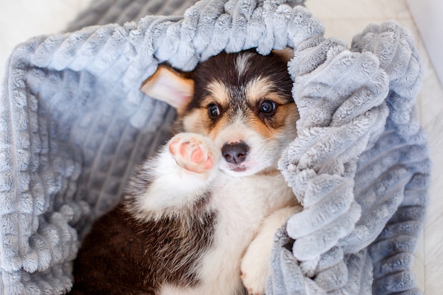 毛布で覆われているかわいいウェルシュコーギーの子犬