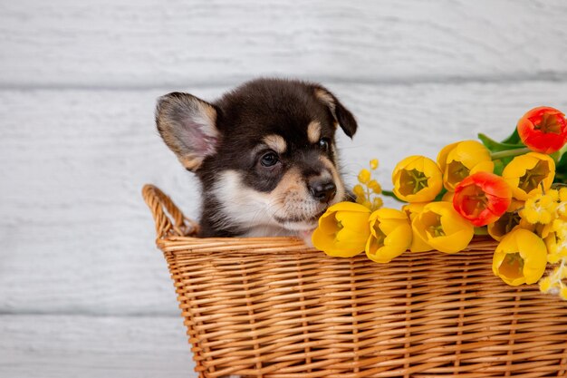 写真 春の花黄色いチューリップを明るい木製の背景にしたバスケットの中の可愛いウェールズコルギの子犬