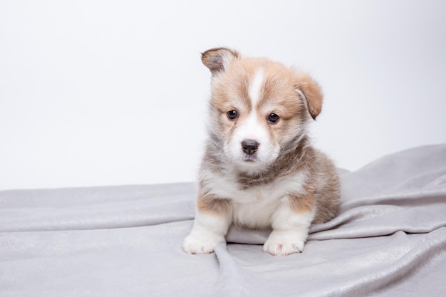かわいいウェルシュコーギー子犬は、白い孤立した背景に分離されていますかわいいペットのコンセプト