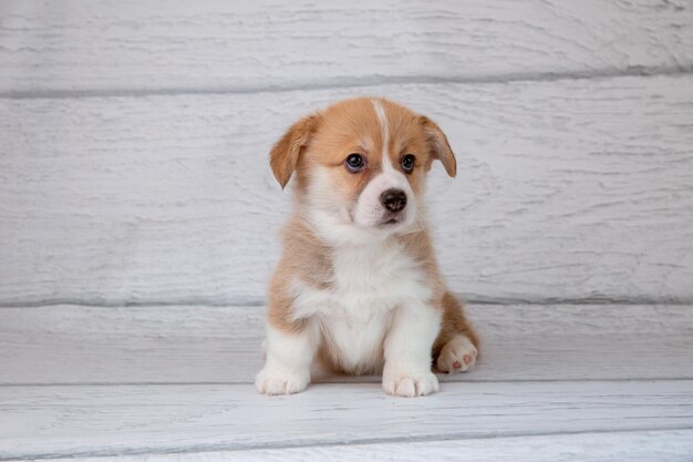 Photo cute welsh corgi puppy on a light wooden background