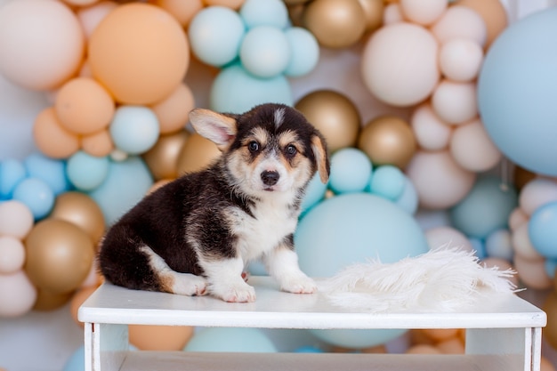 風船とかわいいウェルシュコーギー子犬