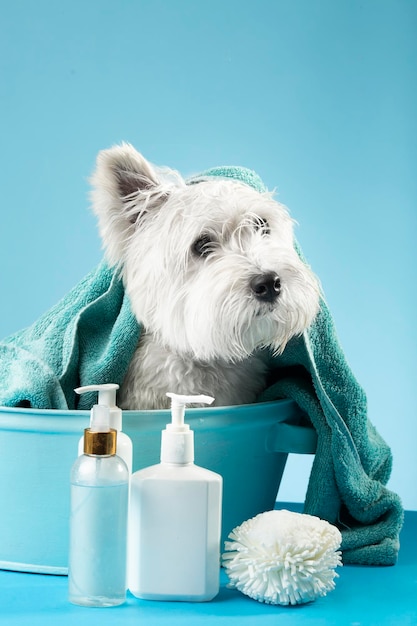 Cute West Highland White Terrier after a bath Dog in a basin wrapped in a towel Pet care concept Place for text