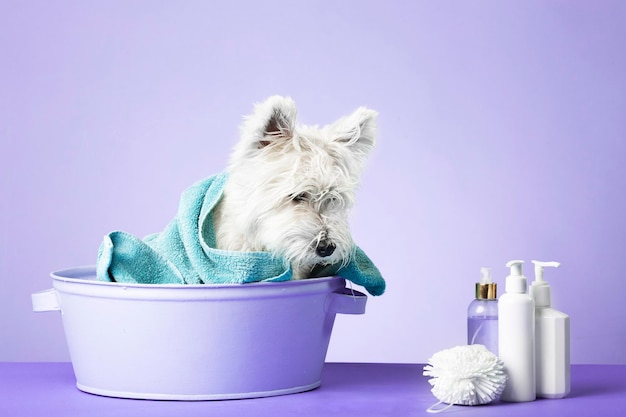 Cute West Highland White Terrier after a bath Dog in a basin wrapped in a towel Pet care concept Place for text