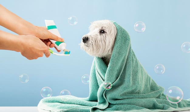 Cute west highland white terrier brushes his teeth after bathing Dog wrapped in a towel Pet care concept