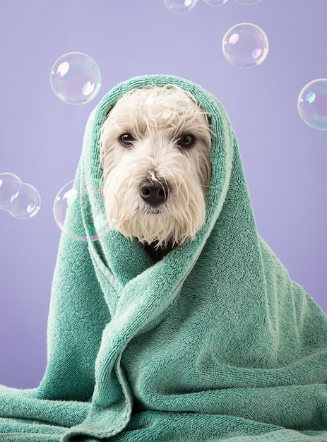 Cute West Highland White Terrier dog after bath Dog wrapped in towel Pet grooming concept Copy Space Place for text