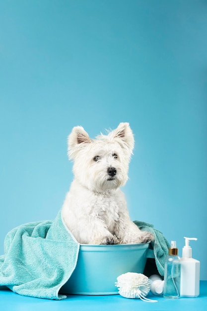 Cute West Highland White Terrier dog after bath Dog wrapped in towel Pet grooming concept Copy Space Place for text