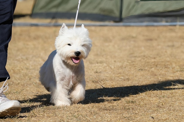 Carino west highland white terrier cane su una passeggiata
