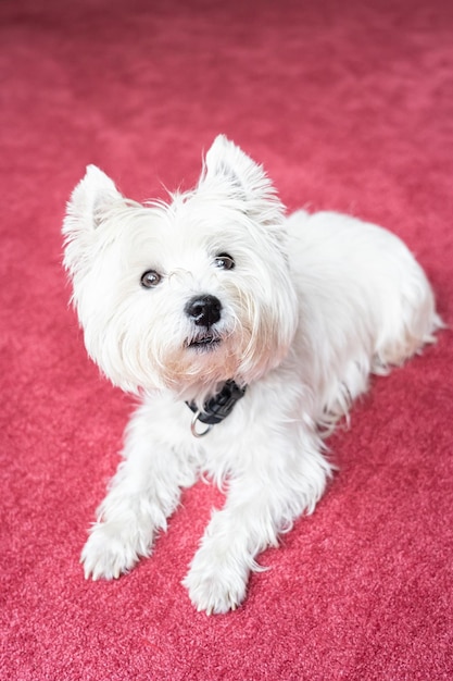 Photo cute west highland white terrier on red carpeted floor